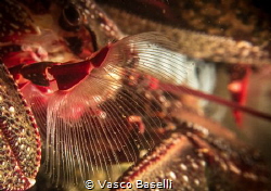 Porcelain Crab Filter Feeding by Vasco Baselli 
